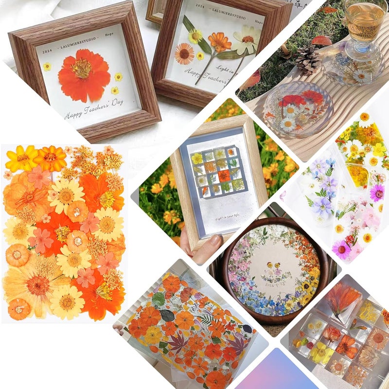 Xinxinran 40Pcs Orange Dried Pressed Flowers for Crafts, Dry Flowers Kit for Resin Molds,Epoxy Resin Accessories,Bookmark,Nails, Jewelry Molds,Candle Making Supplies,Soap,Frame,Cakes - Image 3